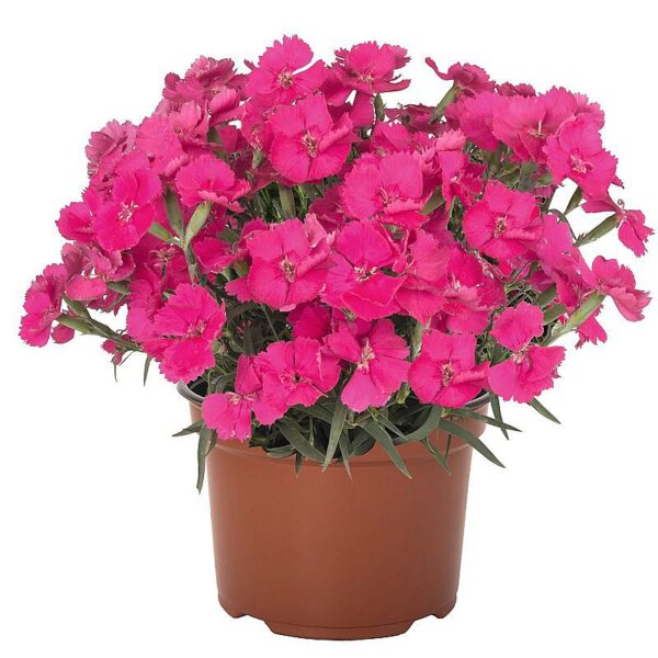 Dianthus Mad Magenta