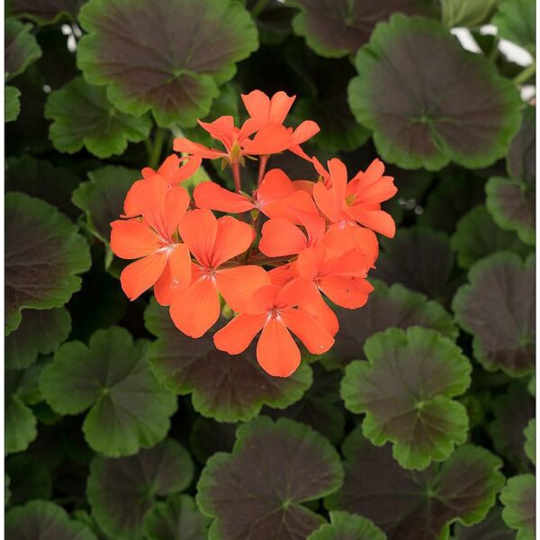 Geranium Brocade Fire Night