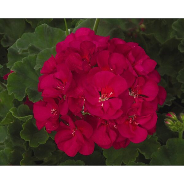 Geranium Patriot Bright Violet