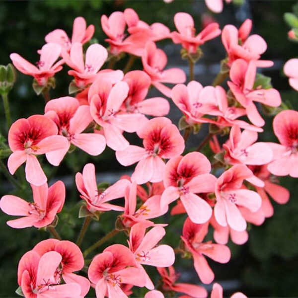 Geranium Scented Aroma Bunny Brunch