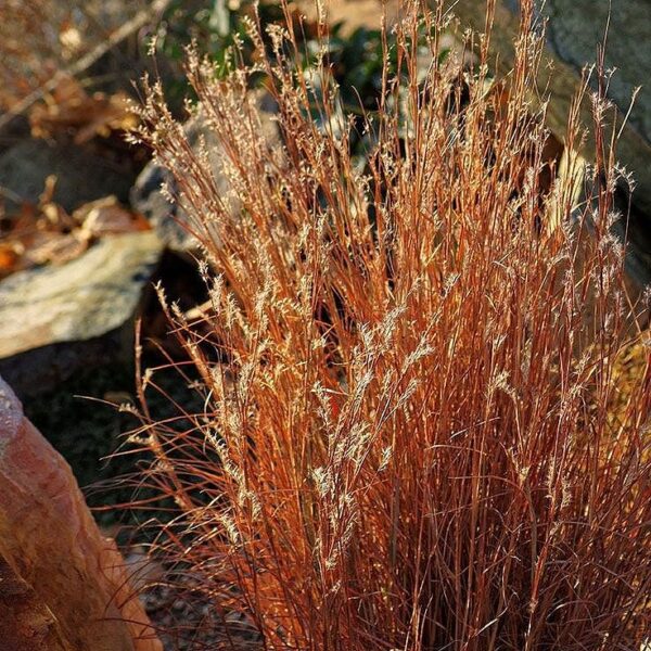 Grass Little Bluestem Blaze