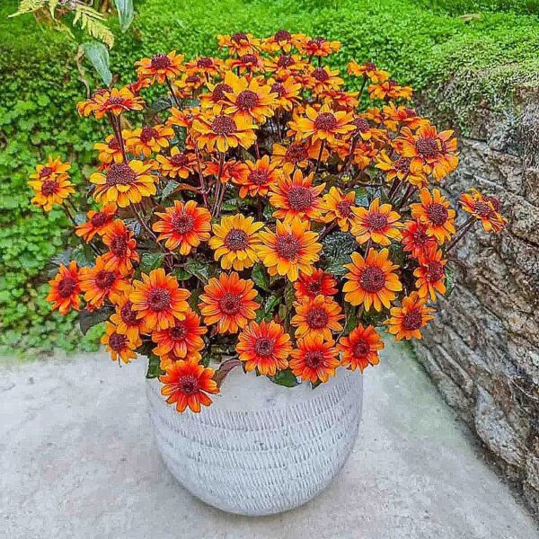 Heliopsis Scabra Luna Roja