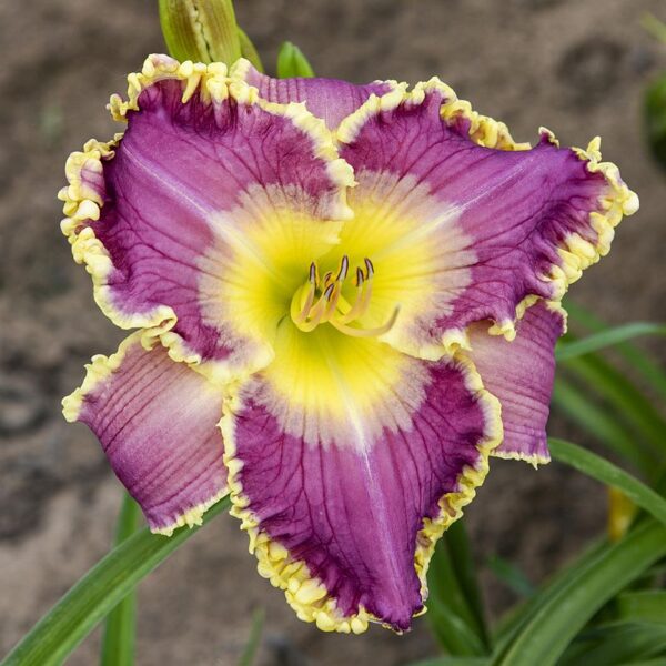 Hemero Daylily Royal Invitation