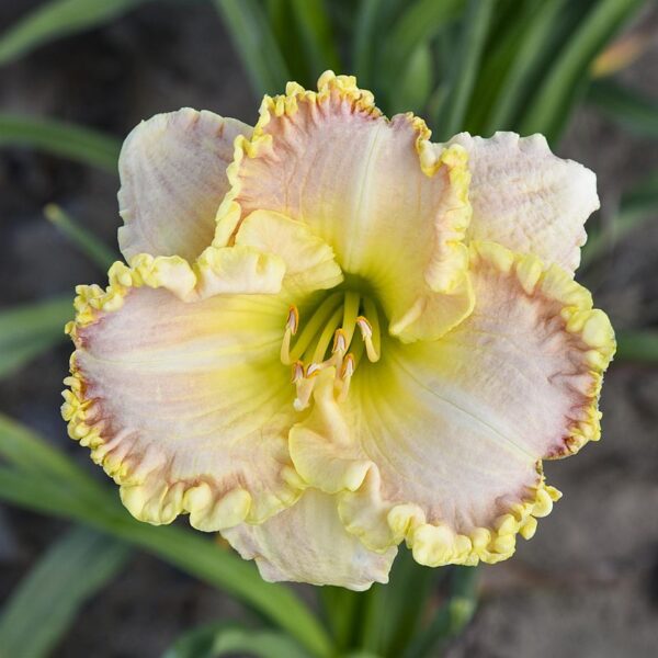 Hemero Daylily Singular Sensation