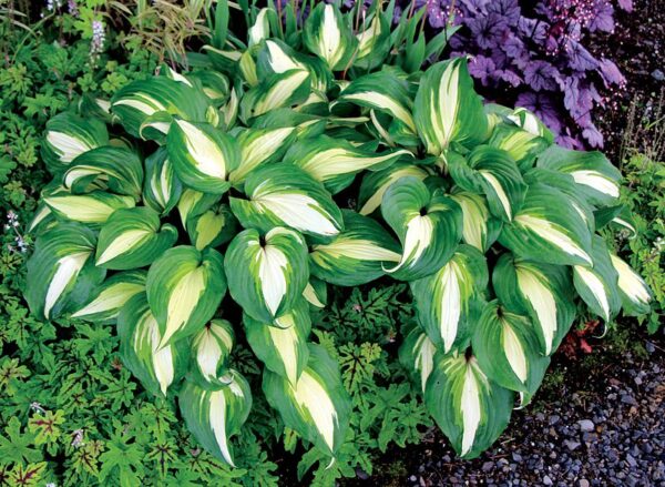 Hosta Raspberry Sundae