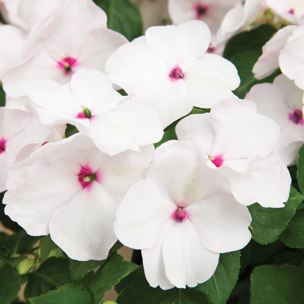 Impatiens Accent Premium Bright Eye
