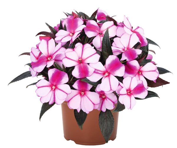 Impatiens New Guinea Magnum Violet Star