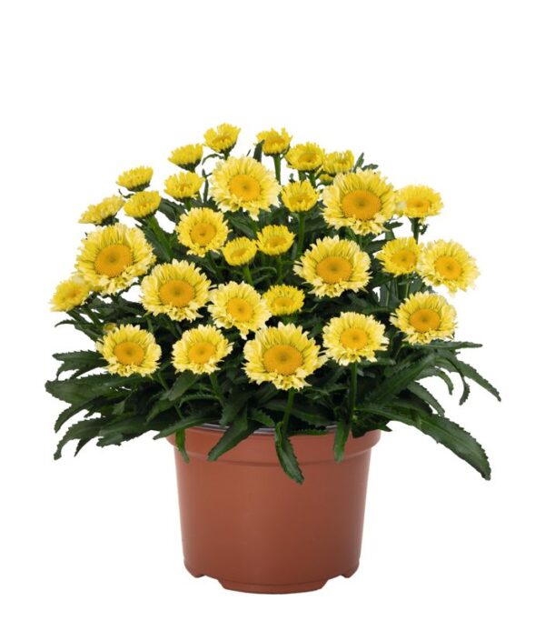 Leucanthemum Sweet Daisy Izabel