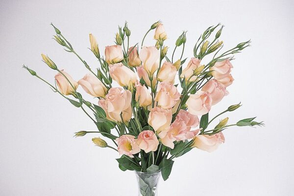 Lisianthus ABC 2 Misty Pink