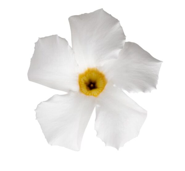 Mandevilla Sun Parasol Giant White