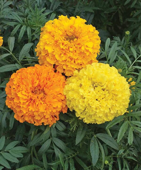Marigold Crackerjack