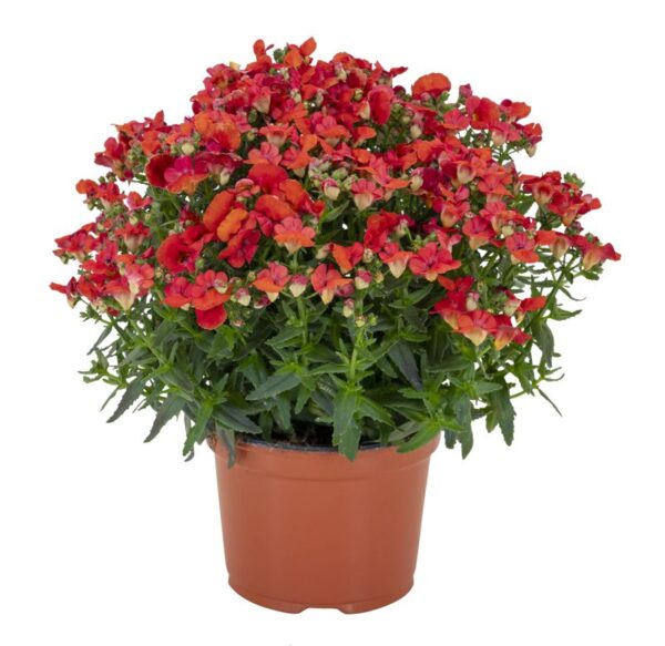 Nemesia Angelart Watermelon