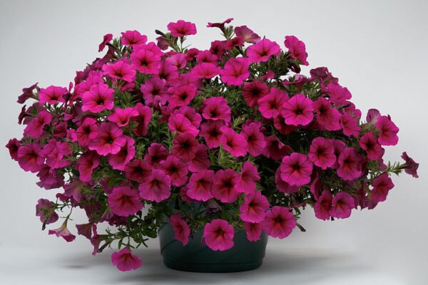 Petchoa SuperCal Premium Purple Dawn