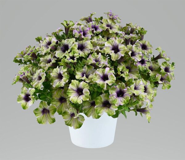 Petunia Amazonas Plum Cockatoo