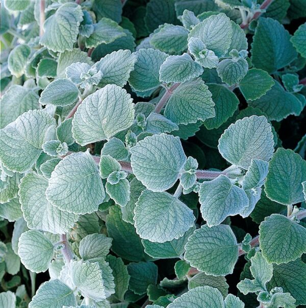 Plectranthus Nicolleta