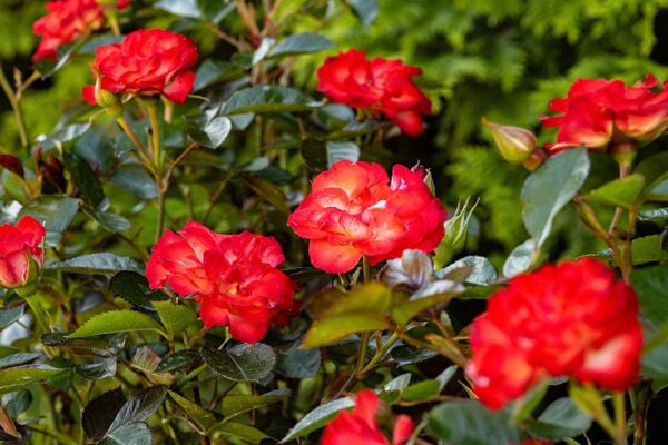 Rose Always Together