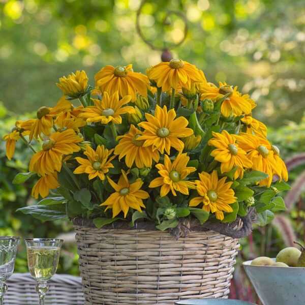 Rudbeckia Sunbeckia Ophelia