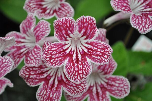 Streptocarpus Ladyslippers Cherry Ice