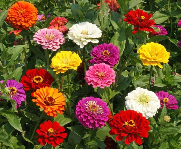 Zinnia Giants of California