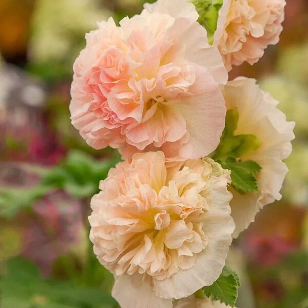 Alcea rosea Chatter's Chamois Hollyhock