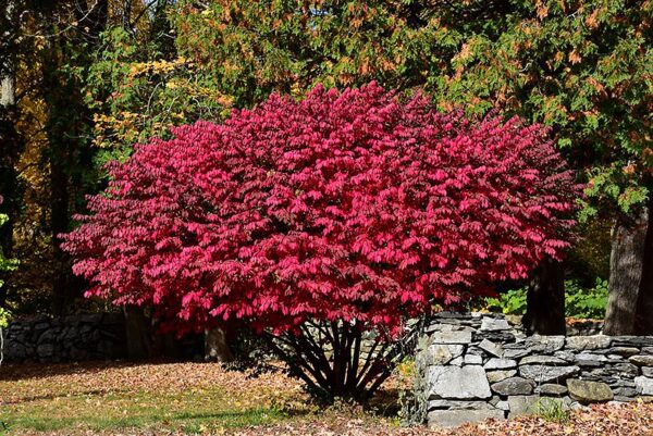 Euonymus Dwarf Winged Burning Bush