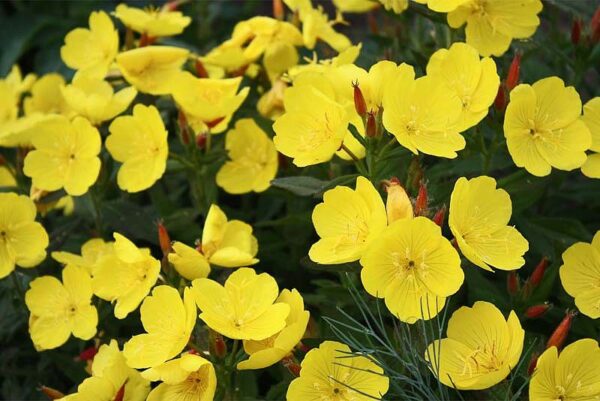 Oenothera tetragona Yellow Sundrops