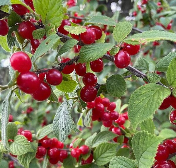 Prunus tomentosa Nanking Red Cherry