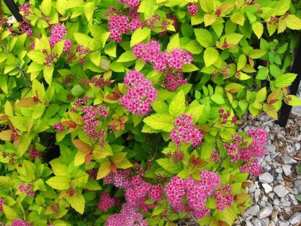 Spiraea jap. Magic Carpet